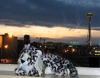 snow leopard Lesley's snow leopard in front of the Space Needle at dusk. The picture combines two pictures to make both the snow leopard and Space Needle appear to be in focus.